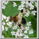 Leucozona inopinata - Schwebfliege w01.jpg